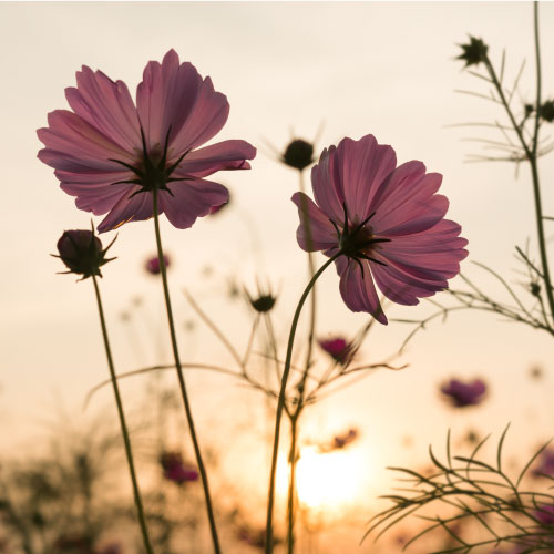 Cursos-básicos-de-Mindfulness-en-Oviedo